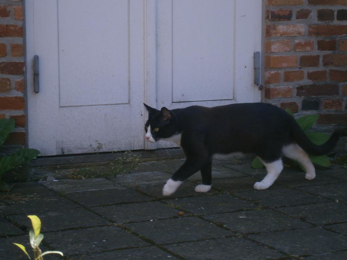 Blanding af racer Diego<3 billede 21