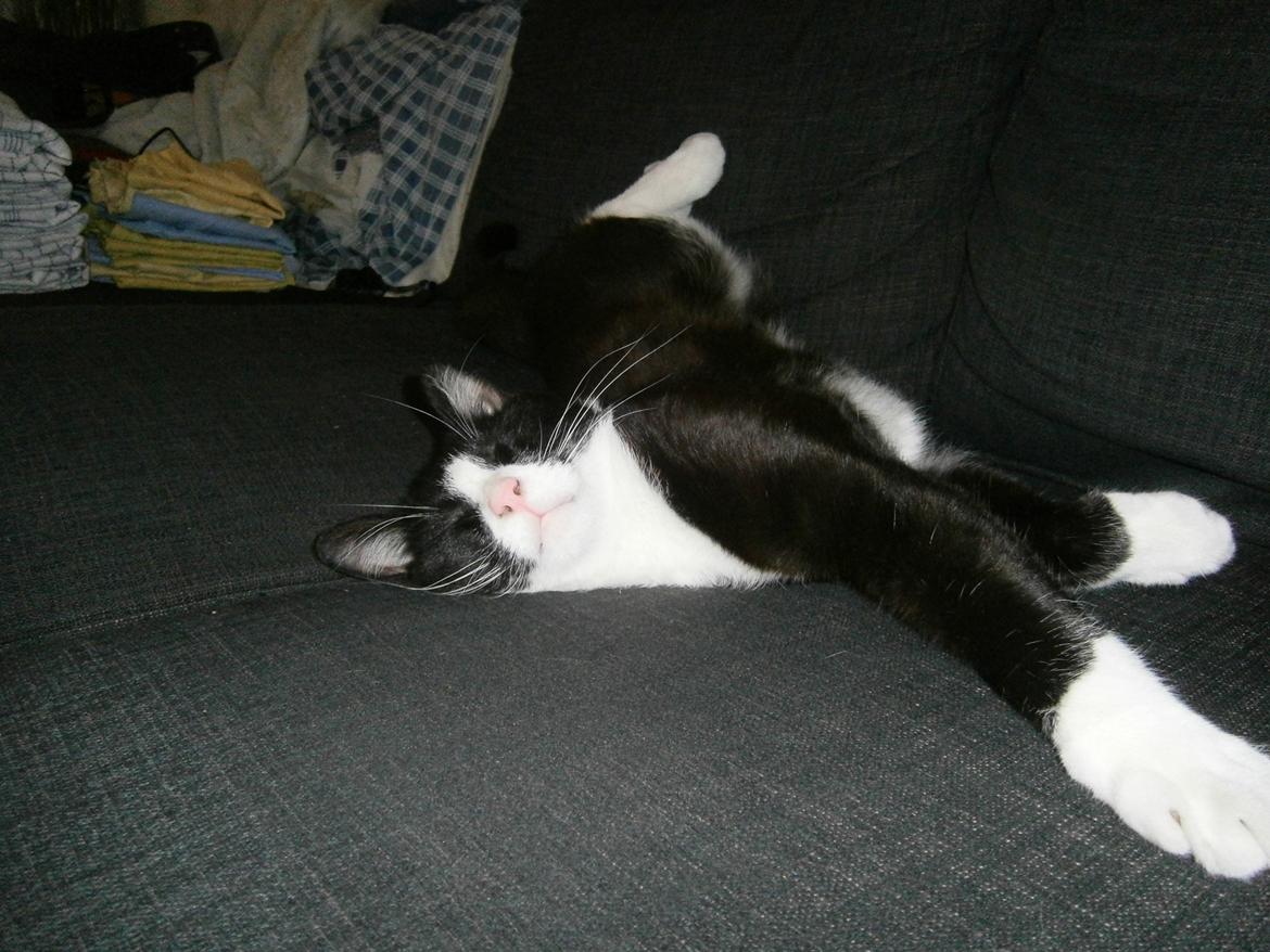 Blanding af racer Diego<3 billede 10