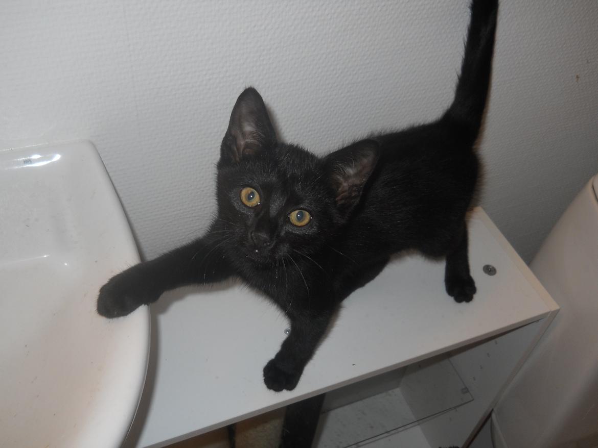 Huskat Trolle billede 6