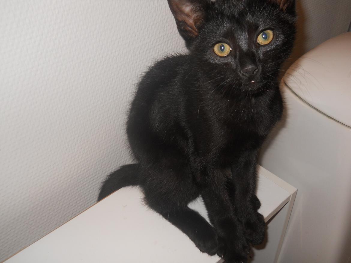 Huskat Trolle billede 5