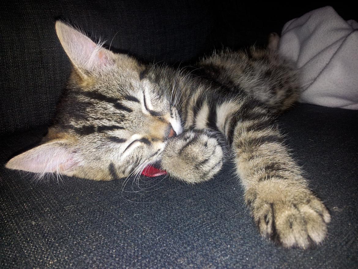 Huskat Rambo - Da han var killing billede 3