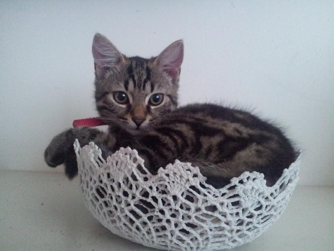 Huskat Rambo - Han sov åbenbart godt i den serveringskurv billede 1