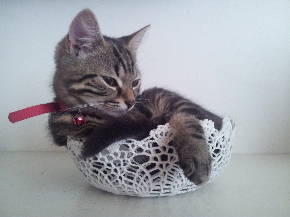 Huskat Rambo billede 2