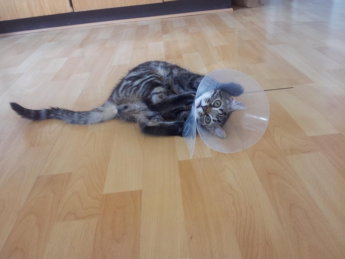 Huskat Rambo - Det var ikke sjovt at blive kastereret og skulle gå med en skærm på. Han gik ind i alt til den første dag :( billede 4