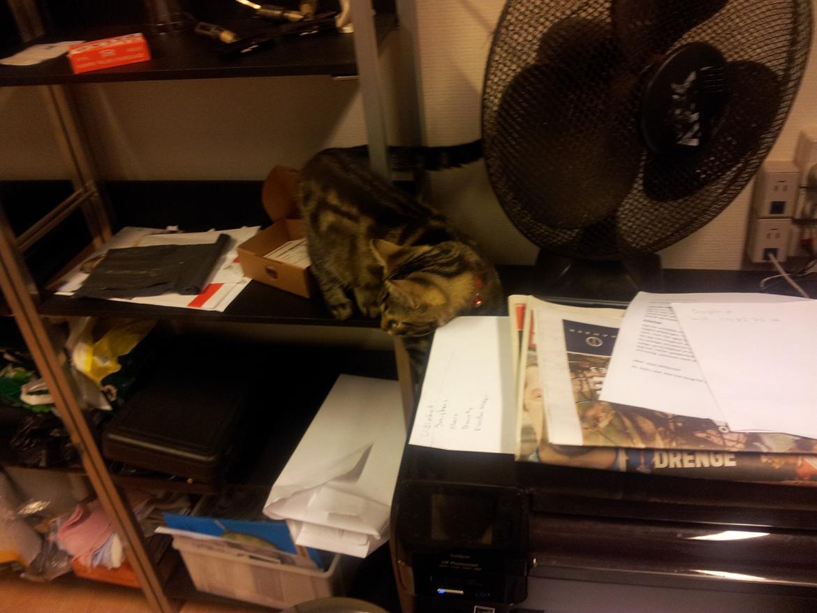 Huskat Rambo - Med på arbejde billede 5