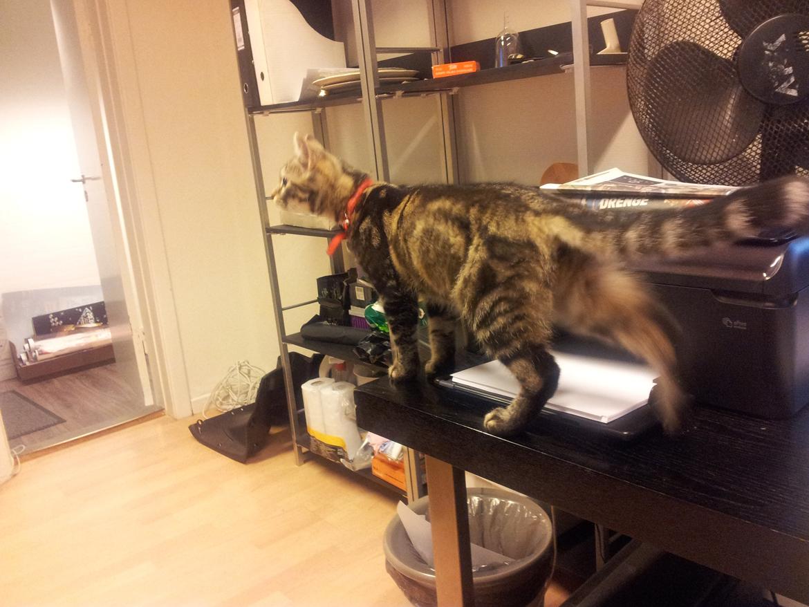 Huskat Rambo - Med på arbejde billede 6