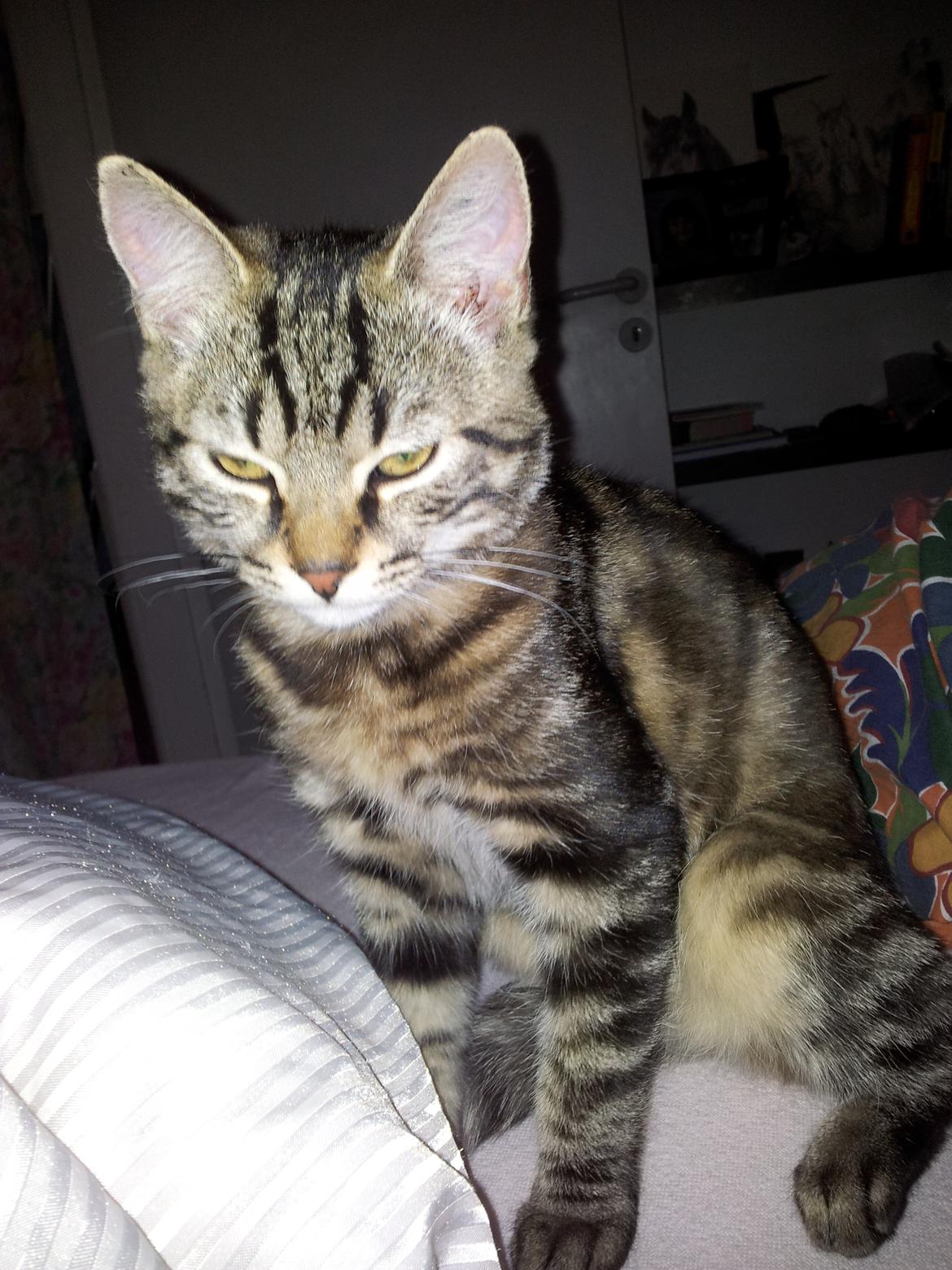 Huskat Rambo billede 7