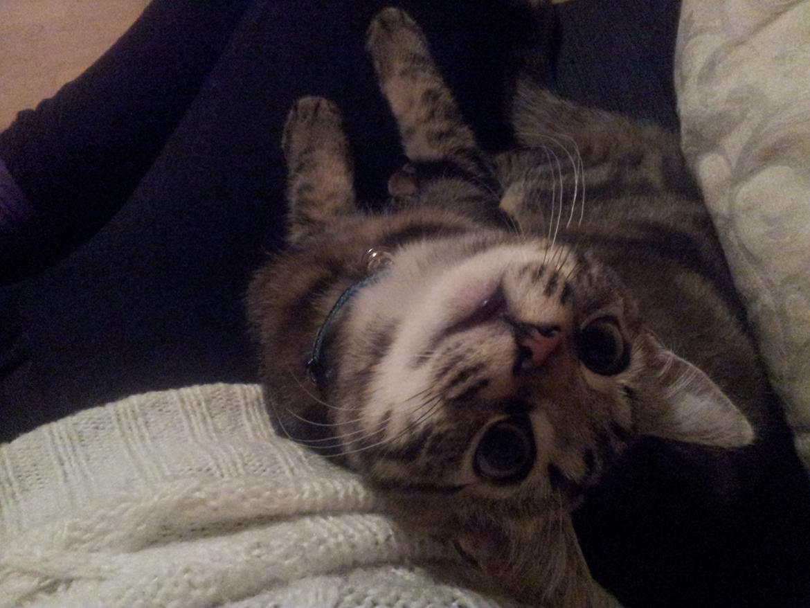 Huskat Rambo billede 8