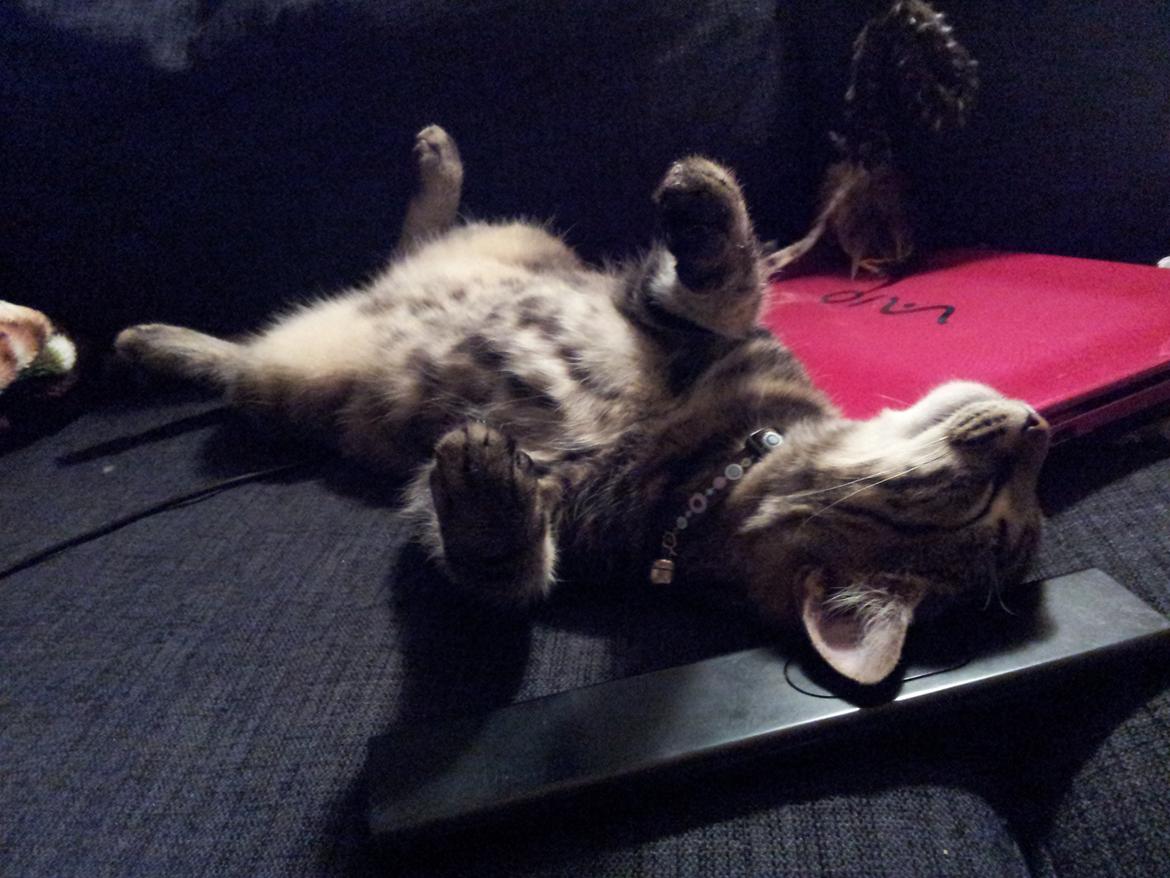 Huskat Rambo - Jeg sover godt på computeren og fjernbetjeningen billede 9