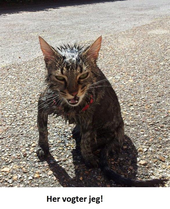 Huskat Rambo - Lidt uheldigt billede efter et bad som absolut ikke var sjovt (det hænger på døren) billede 11