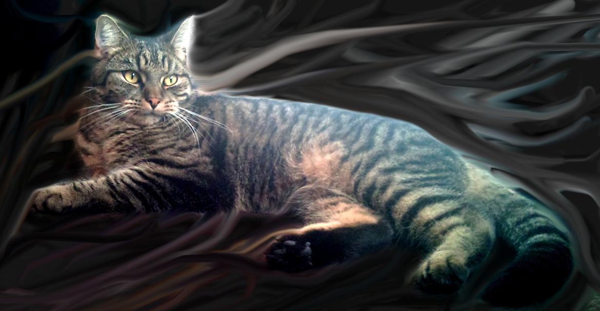 Huskat Zeus - Sommeren 2013 billede 1