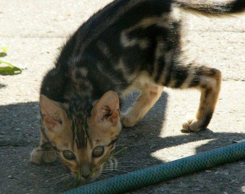 Bengal Cheyenne billede 28