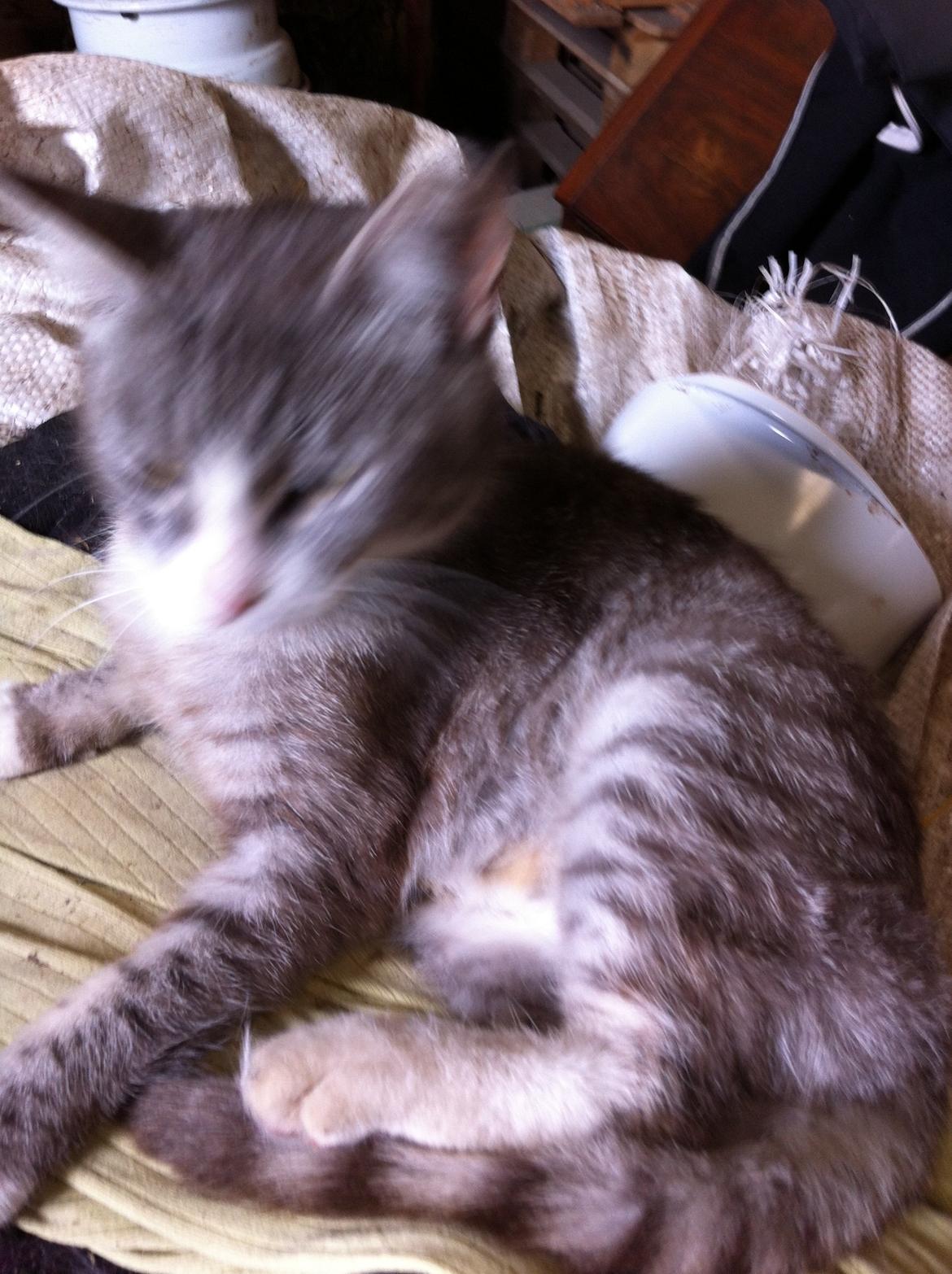 Blanding af racer Tessa billede 1