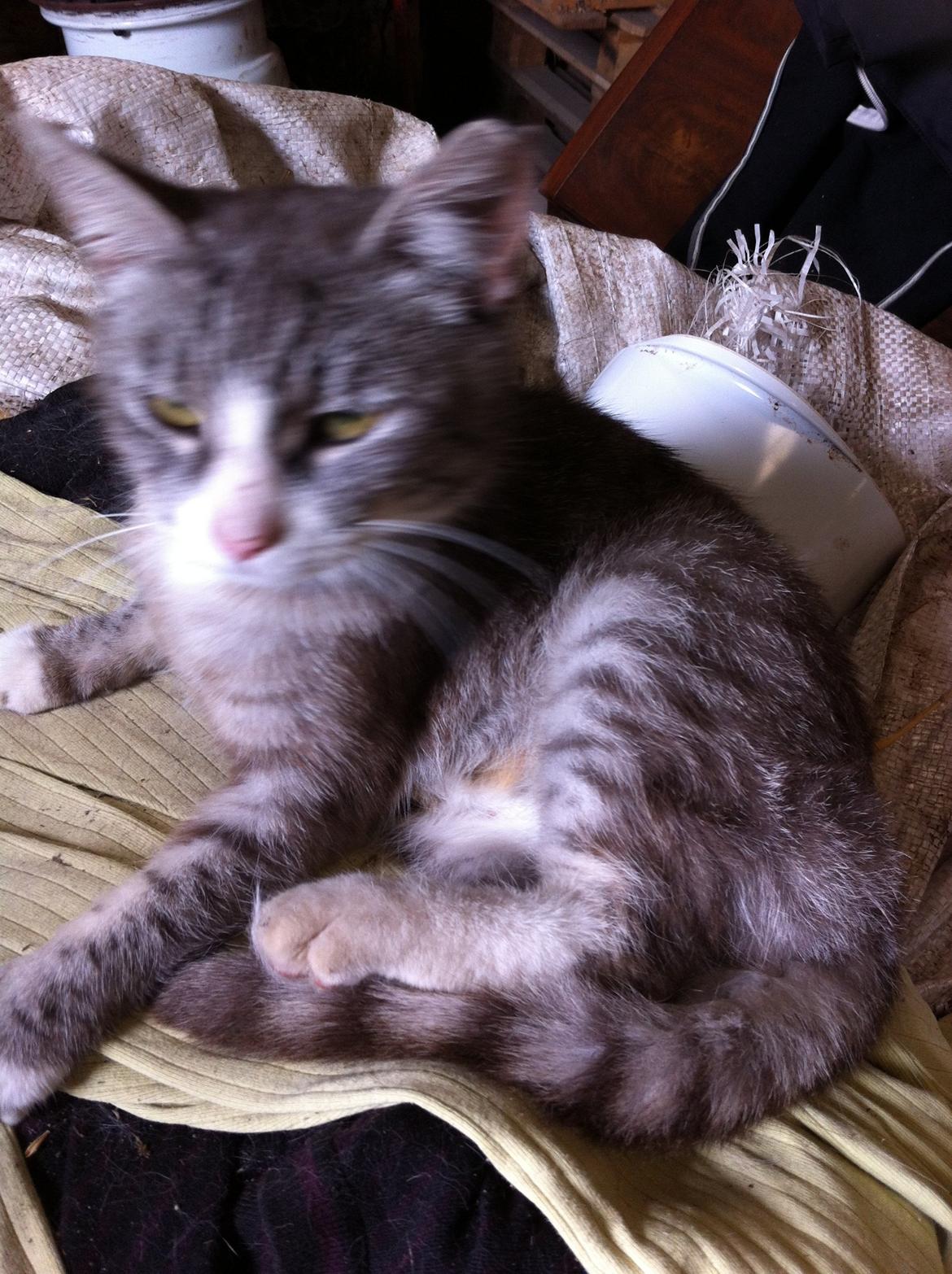 Blanding af racer Tessa billede 2