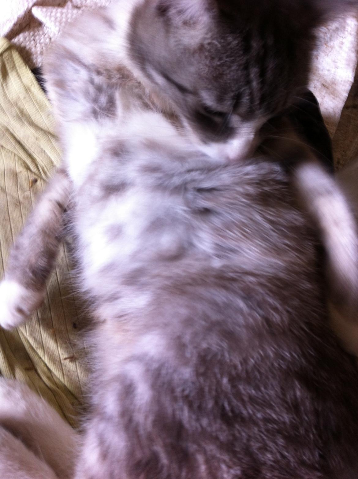 Blanding af racer Tessa billede 3