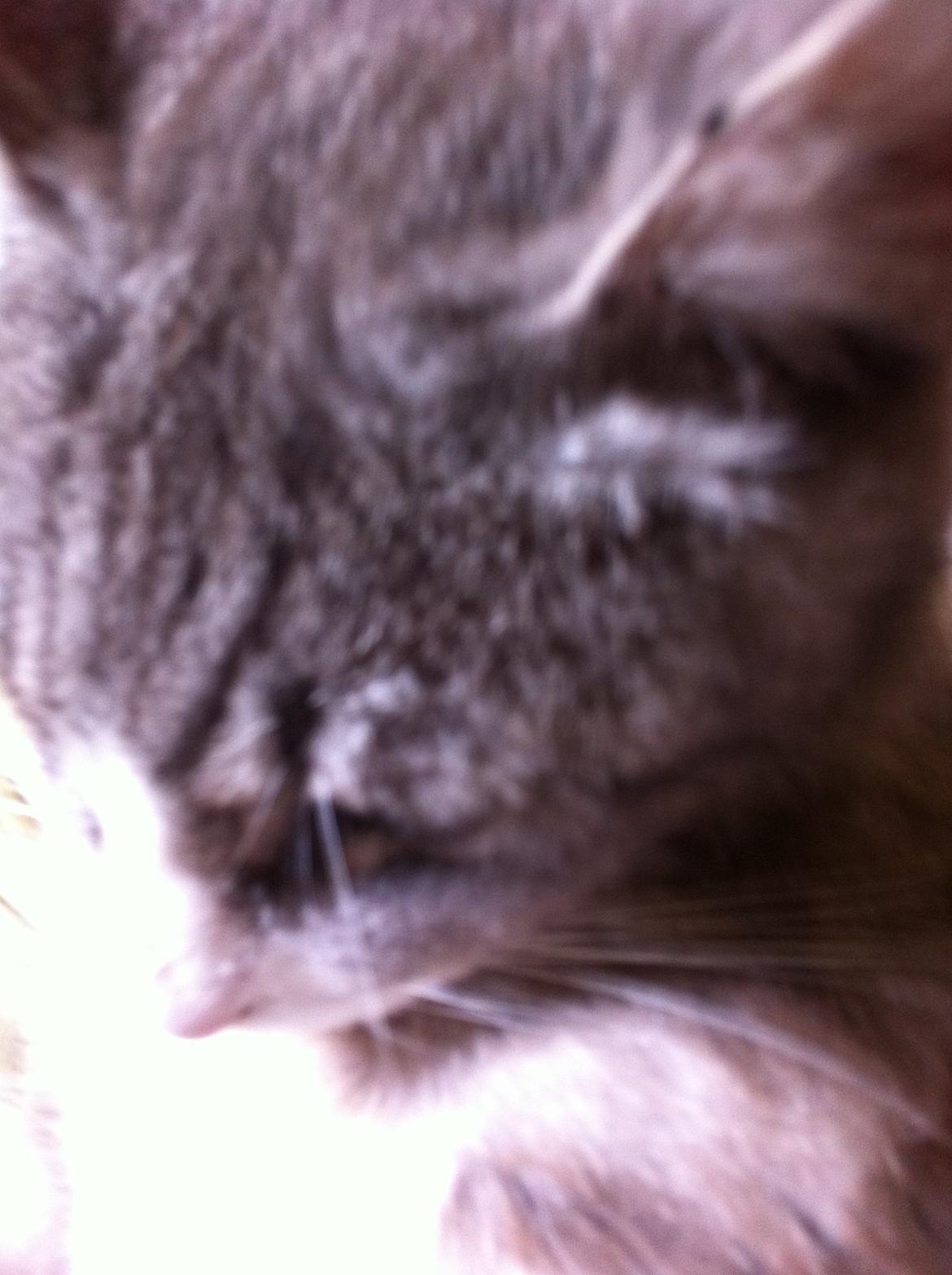 Blanding af racer Tessa billede 4