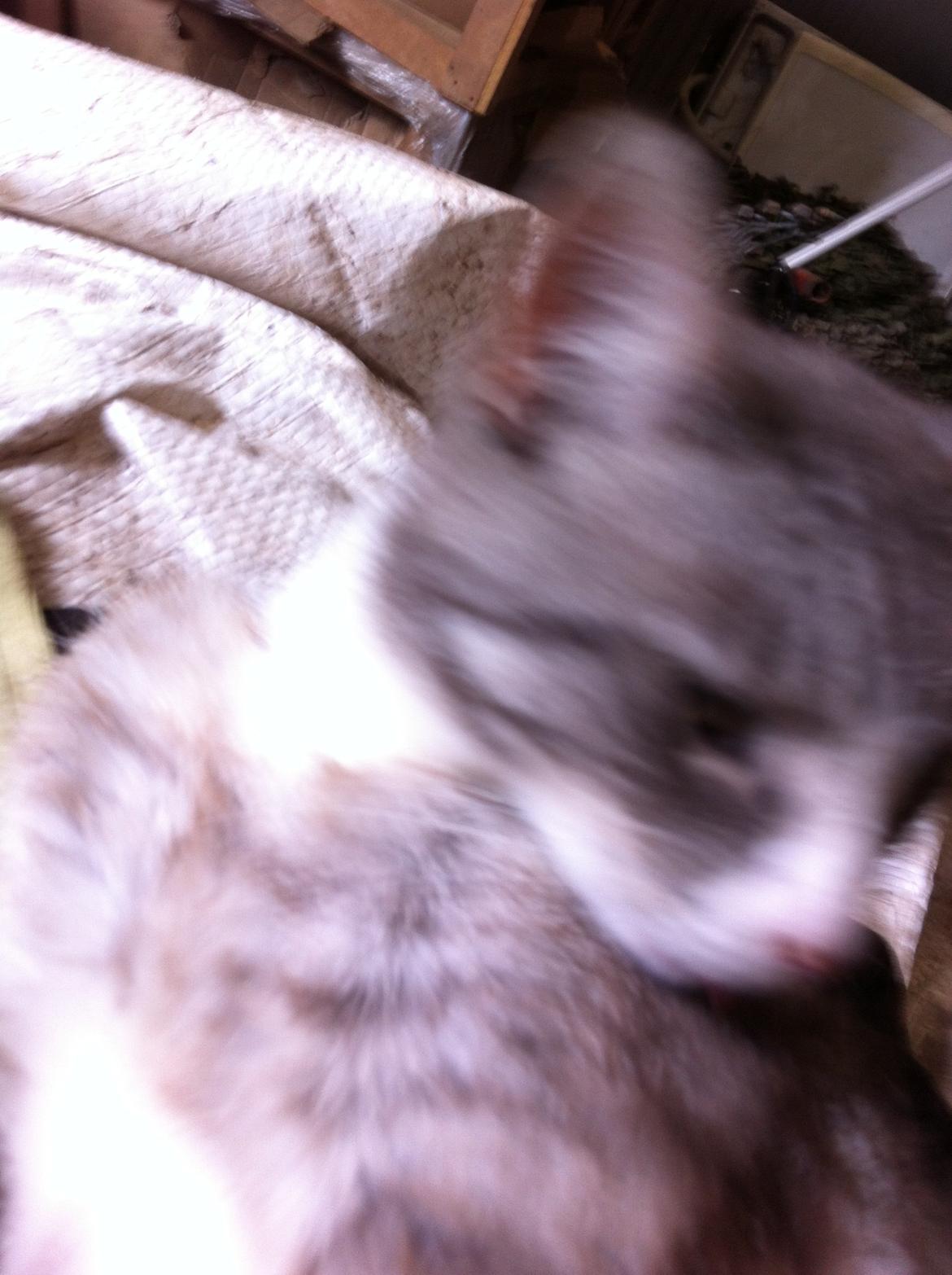 Blanding af racer Tessa billede 5