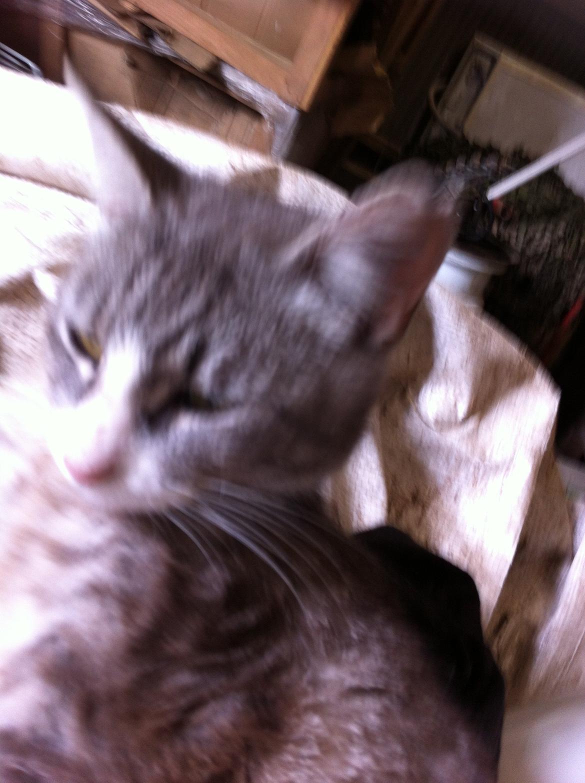 Blanding af racer Tessa billede 6