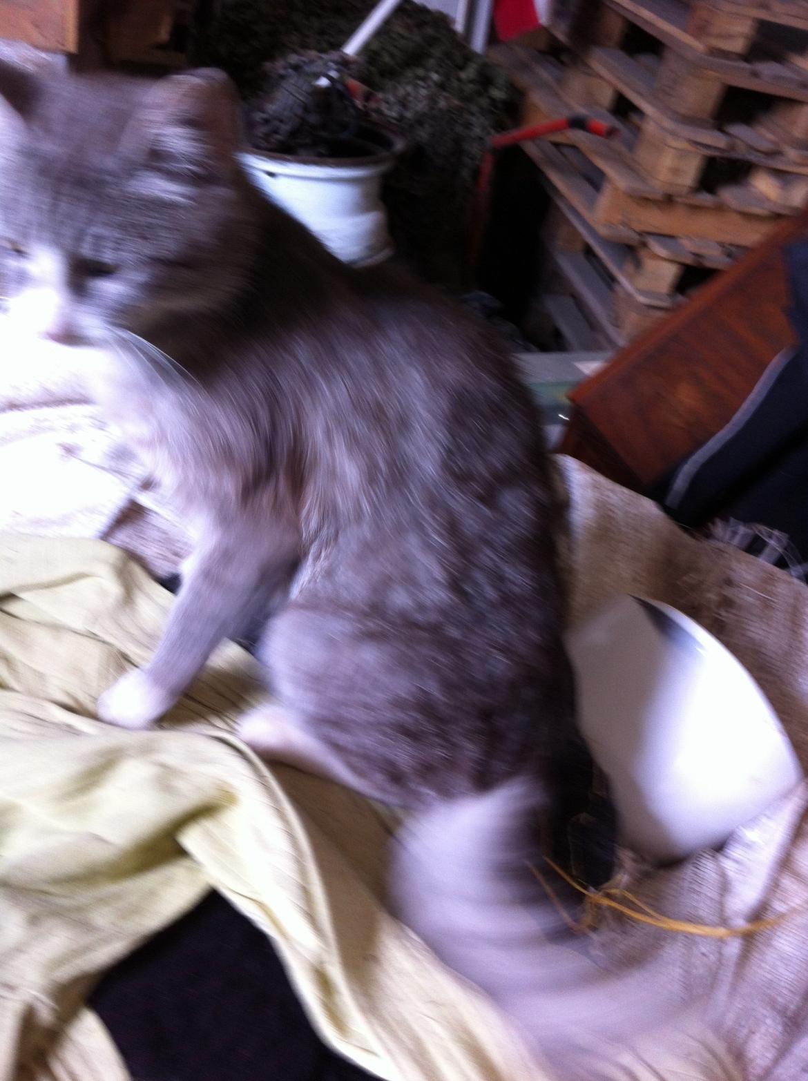 Blanding af racer Tessa billede 7