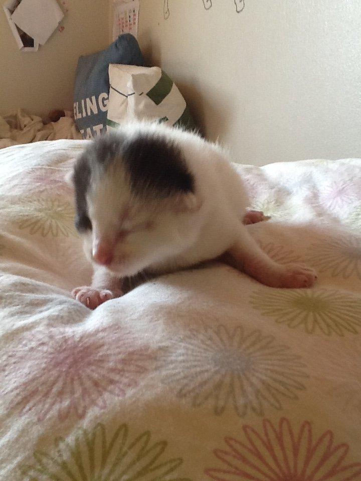 Blanding af racer Zack billede 1