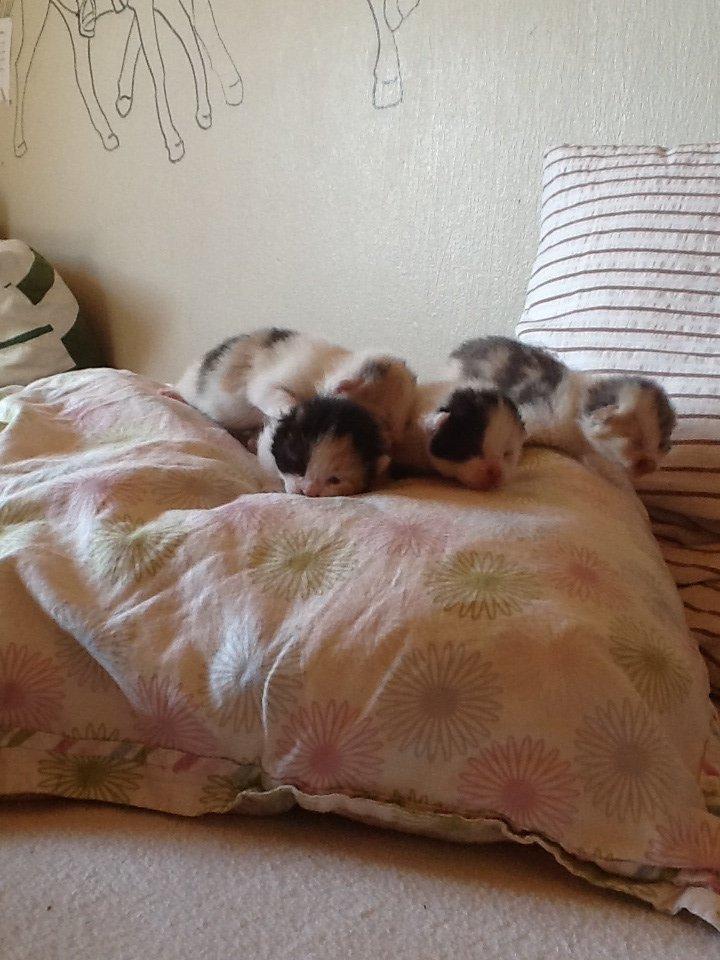 Blanding af racer Zack billede 2