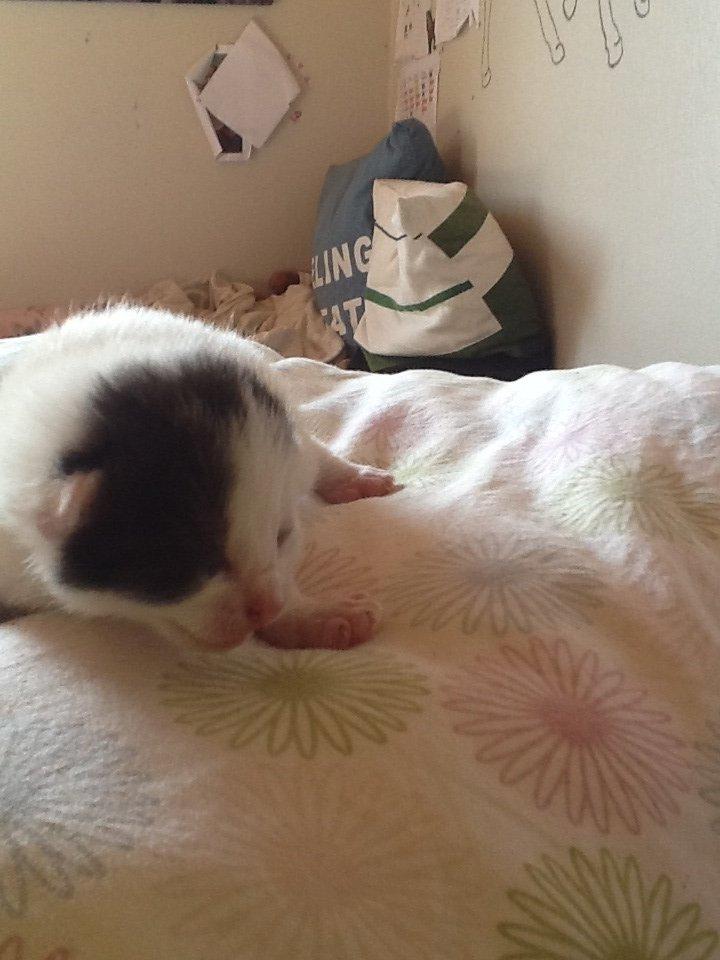 Blanding af racer Zack billede 4