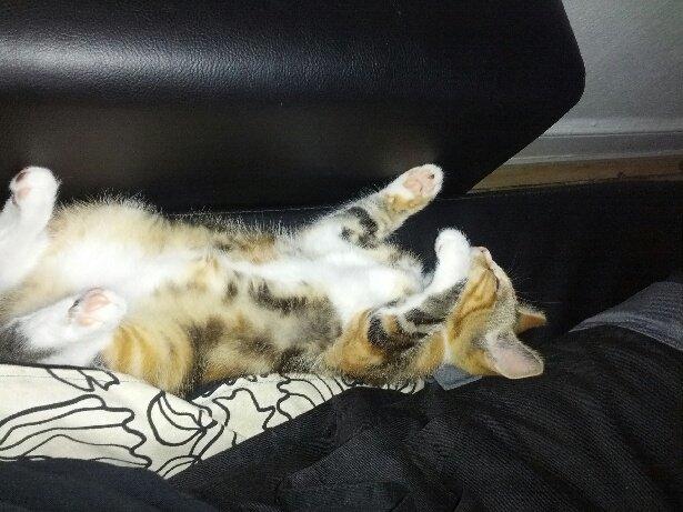 Huskat Trinity billede 15