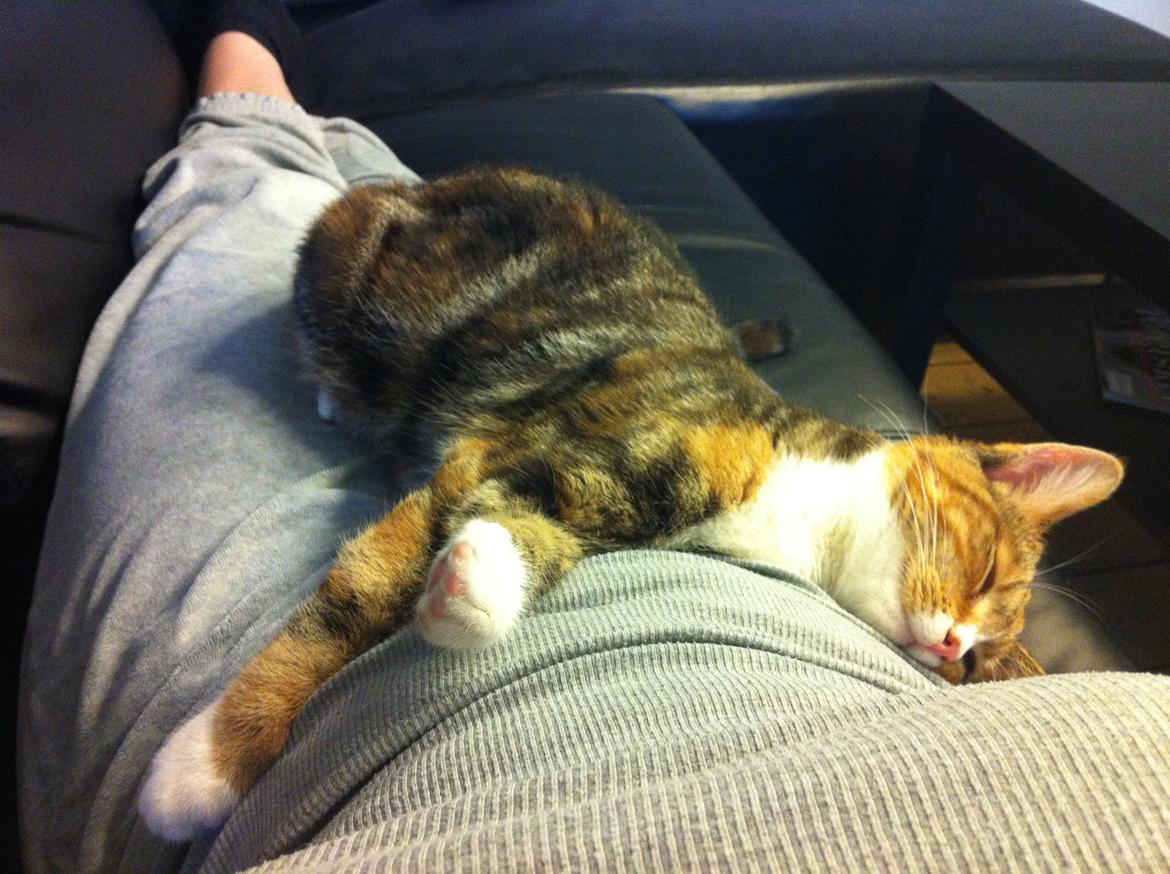 Huskat Trinity billede 16