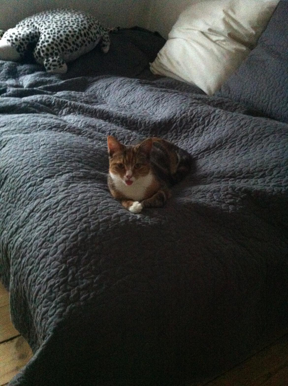 Huskat Trinity - Et lille tunge billede.  billede 17