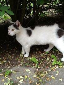 Huskat Fifi billede 2