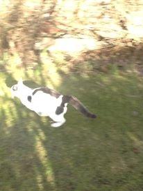 Huskat Fifi - Fifi tager sig en frisk morgen løbe tur.. billede 4