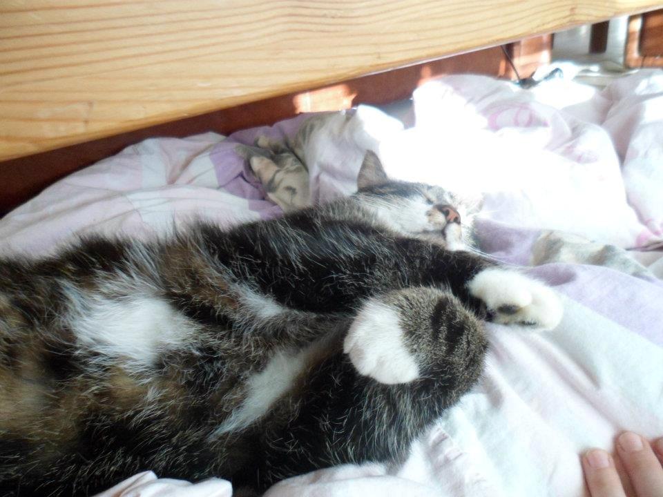 Huskat Turbo - den dovne kat Turbo.. billede 5