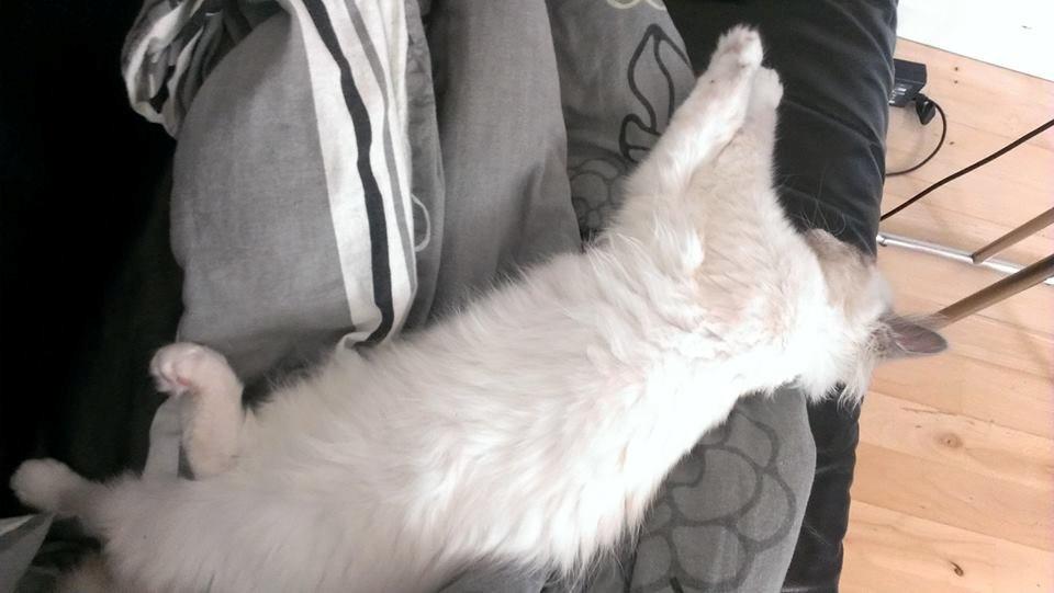 Hellig Birma Monroe billede 27