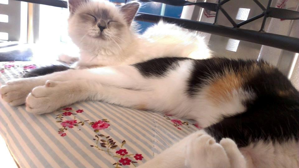 Hellig Birma Monroe billede 28