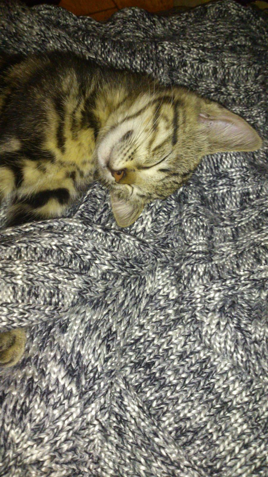 Blanding af racer Kenda billede 13