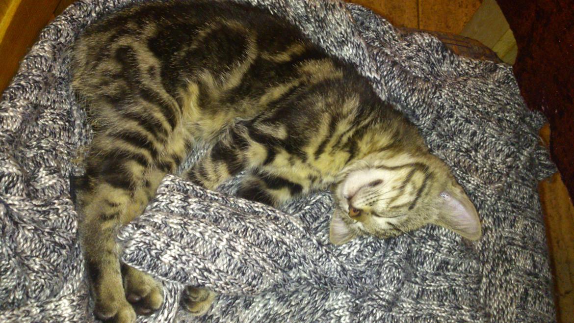 Blanding af racer Kenda billede 14