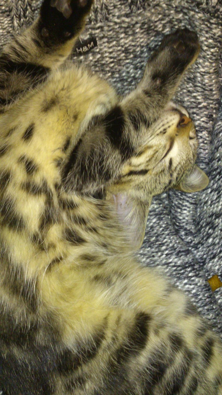 Blanding af racer Kenda billede 15