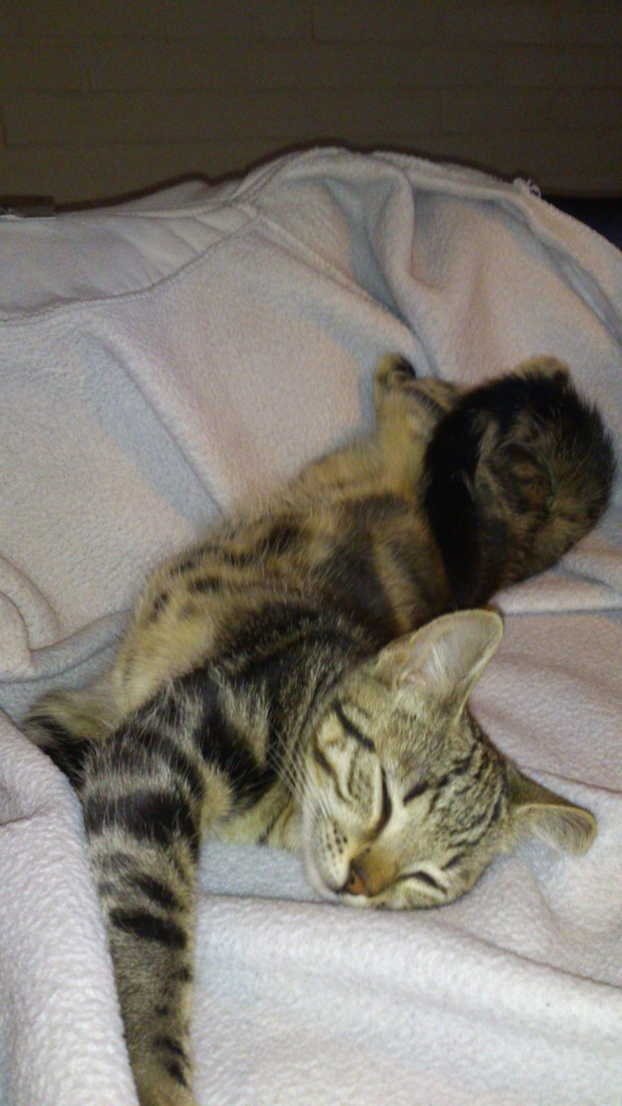 Blanding af racer Kenda billede 16