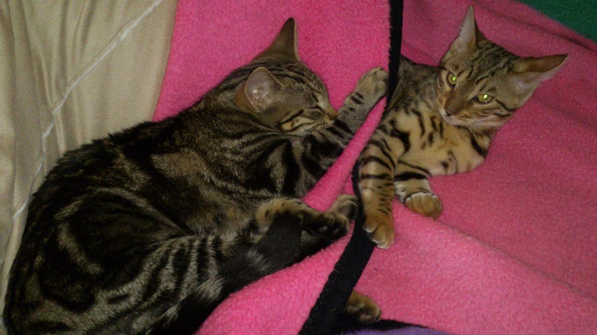 Blanding af racer Kenda billede 17