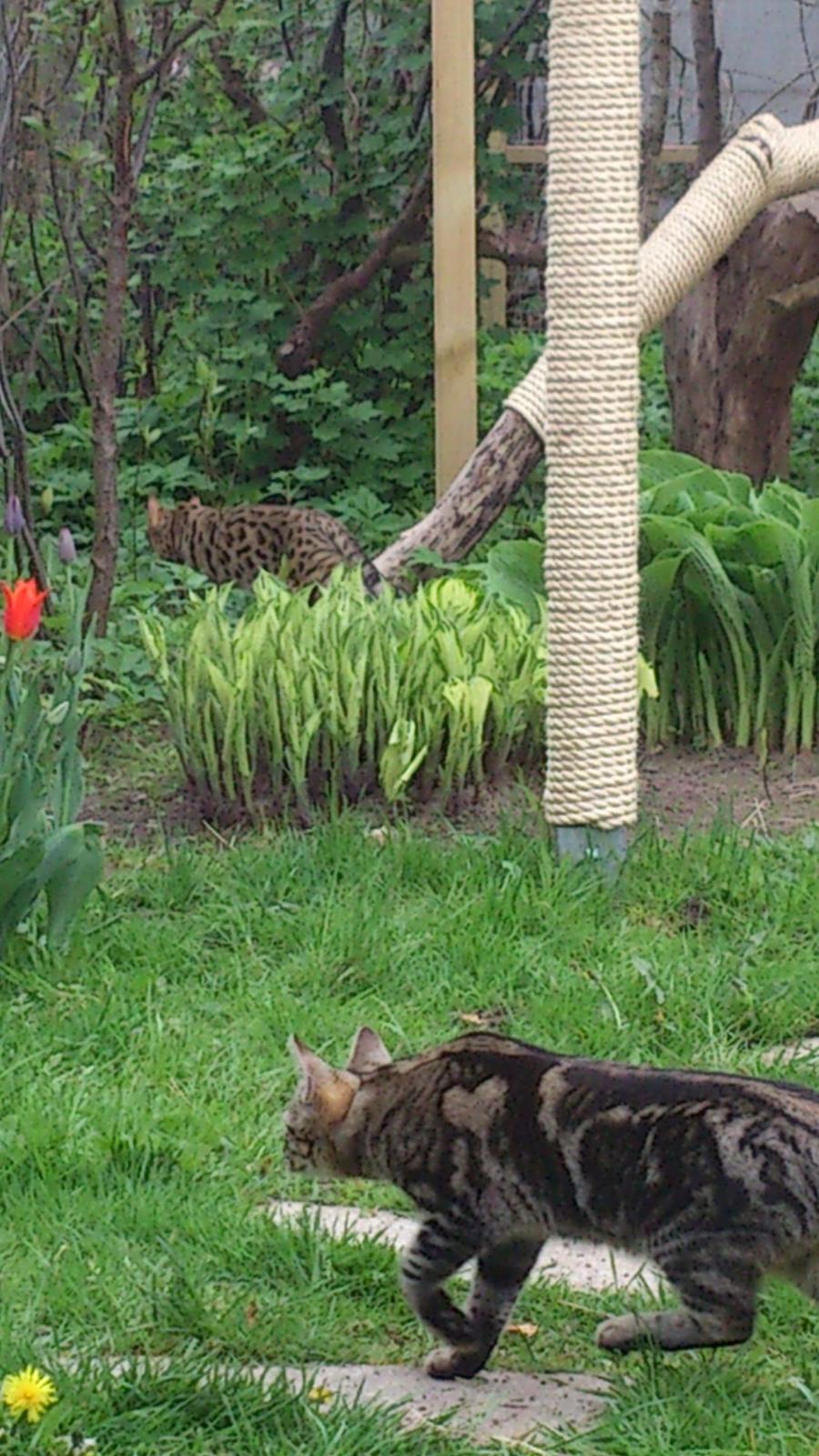 Blanding af racer Kenda billede 18