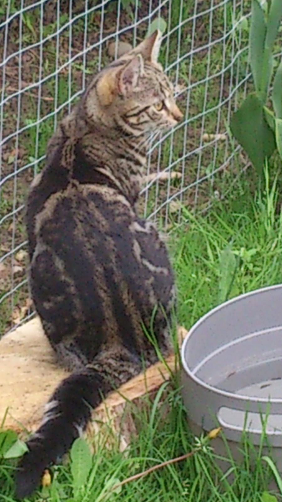 Blanding af racer Kenda billede 19