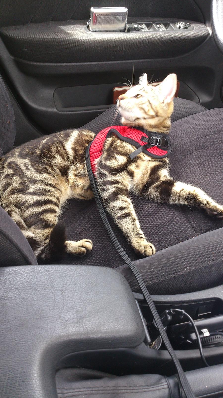 Blanding af racer Kenda billede 20