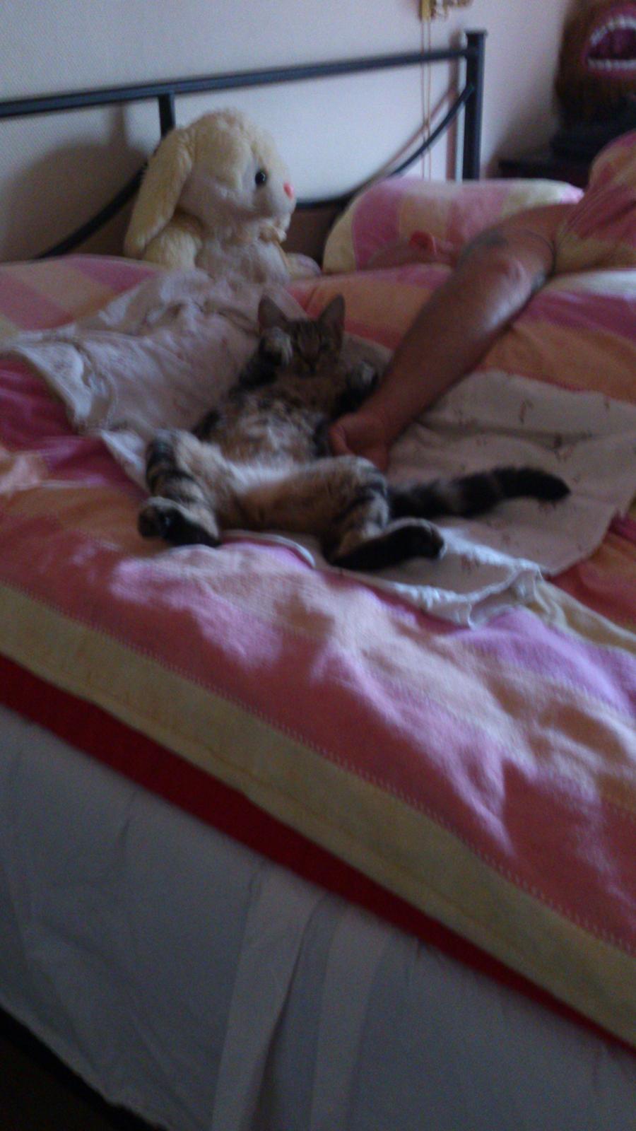 Blanding af racer Kenda billede 21