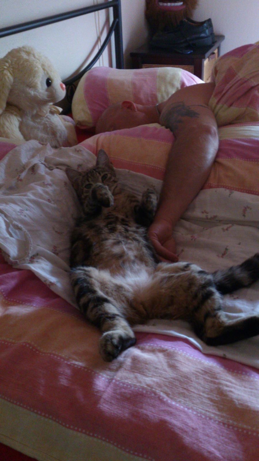 Blanding af racer Kenda billede 22