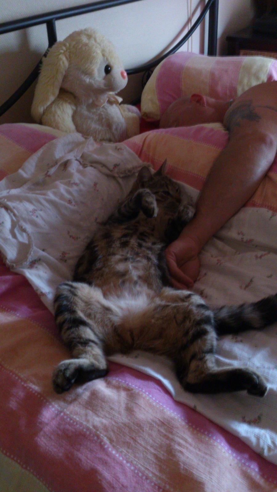 Blanding af racer Kenda billede 23