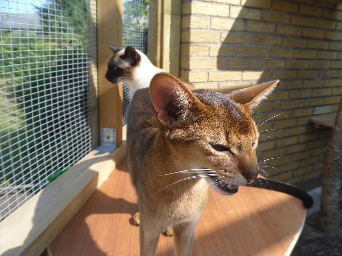 Abyssinier Orlando (Himmelkat) - miaavvv billede 22