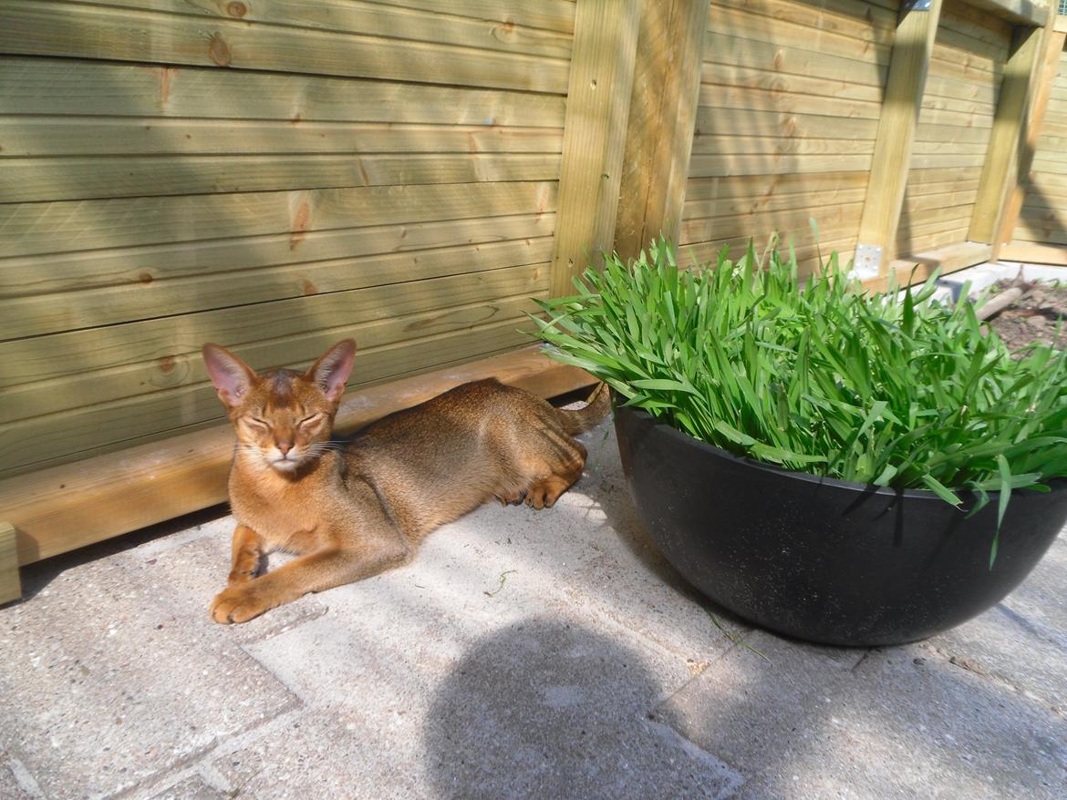 Abyssinier Orlando (Himmelkat) - Nyder solen billede 23