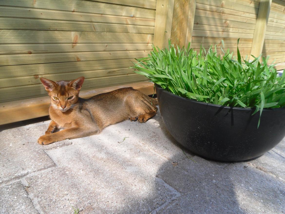 Abyssinier Orlando (Himmelkat) billede 24