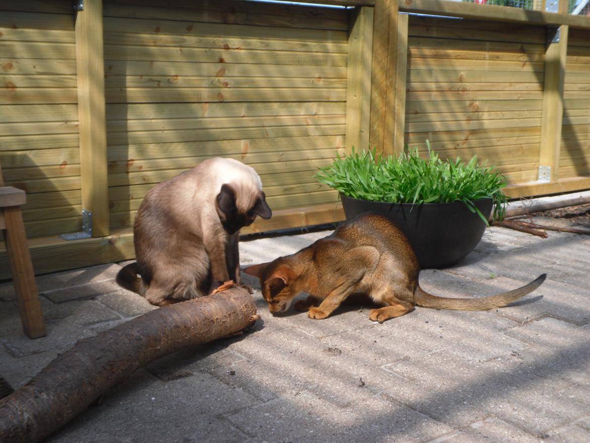 Abyssinier Orlando (Himmelkat) billede 26