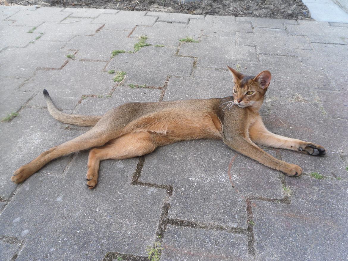 Abyssinier Orlando (Himmelkat) billede 28